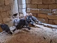 برنزی — عکس 3