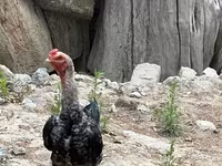 Chickens — foto 2