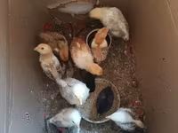 Chickens — foto 3