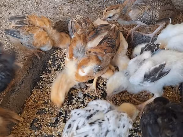 Chickens