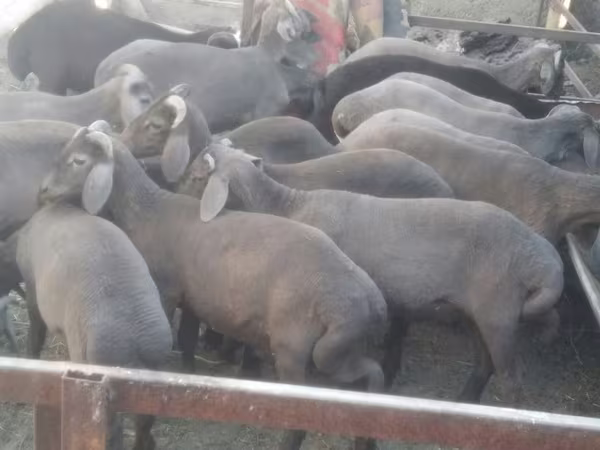 ஆண் ஆடு, Arabi sheep