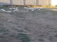 Geese — снимка 3