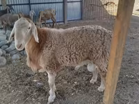 Vædder, Arashan sheep — foto 2