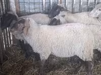 Schaf, Ile-de-France sheep — Foto 5