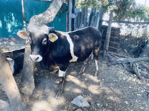 Banteng, Russian Black pied cattle