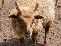 Beran, Racka sheep — foto 2