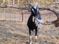 Echki, Toggenburg goat — 5-rasm