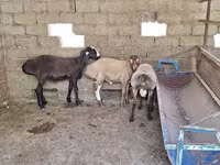 Beran, Arashan sheep — foto 5