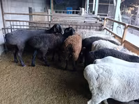 میش, Rhon sheep — عکس 4