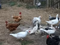 Ducks — photo 3