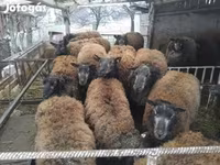 암양, Texel sheep — 사진 2