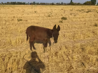 Konji (partija, pol nije naveden), Коњи — fotografija 3