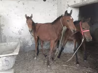 Horses (batch, sex not specified), Horses — photo 2