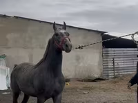 اسب نر, Orlov Trotter — عکس 7