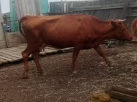 Vache, Bovins — photo 4