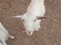 Ged, Saanen goat — foto 5