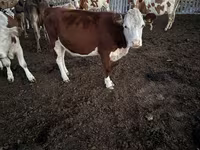 گائے, Swiss cattle — تصویر 5