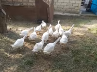 کوبان — عکس 2