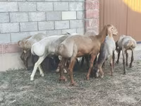 Beran, Arashan sheep — foto 3