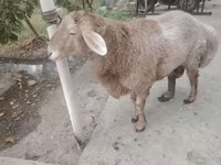 Πρόβατα (παρτίδα, φύλο μη καθορισμένο), Arashan sheep — φωτογραφία 8