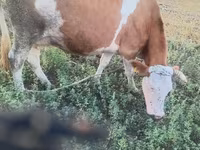 گاو ماده, گاو کستای — عکس 5