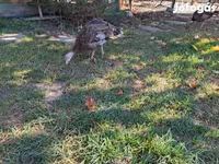 Turkeys — Foto 2