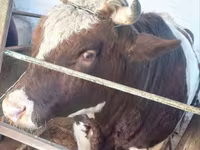 گاو نر, Simmental cattle — عکس 6