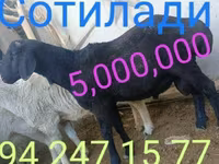 قوچ, گوسفند — عکس 7