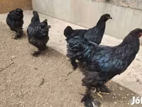 Brahma — foto 6