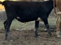 Bou, Simmental cattle — foto 2