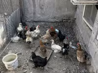 Chickens — foto 3