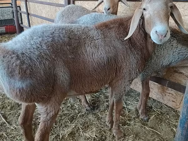 Wad, Arashan sheep