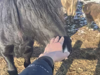 اسب نر, Percheron — عکس 1