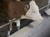Touro, Simmental cattle — foto 1