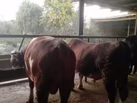 گاو نر, Simmental cattle — عکس 5