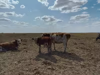 Lembu ternakan (lot, jantina tidak dinyatakan), Cattle — foto 1