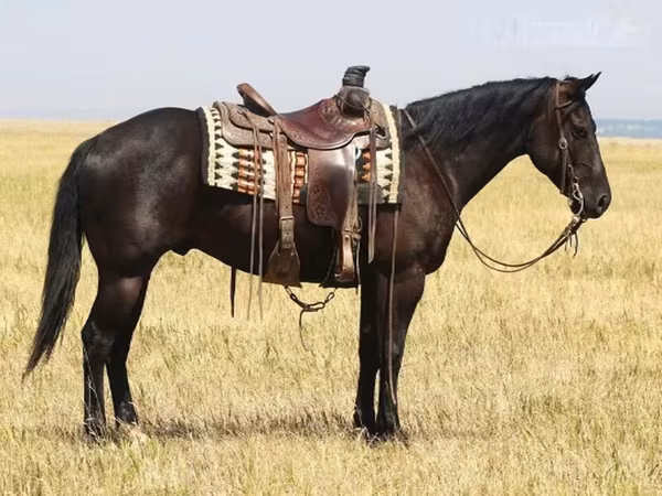 Horse (M), Quarter Horse