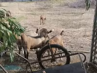 Kambing betina, Goats — foto 4