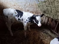 Бұқа, Russian Black pied cattle — 1-сурет