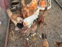 Chickens — Foto 3