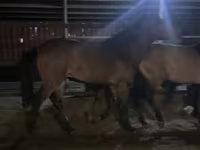 Faras, Kazakh horse — sawirka 3