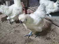 Silkie — photo 3