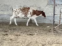 گاو ماده, Simmental cattle — عکس 2