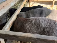 Baran, Owce — zdjęcie 3