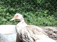 Muscovy domestica — foto 3