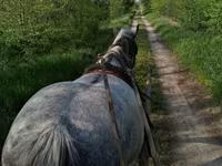 Kobyła, Friesian — zdjęcie 8