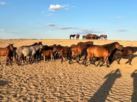 Klisna, Mugalzhar horse — foto 2