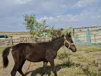 مادیان, Kazakh horse — عکس 1