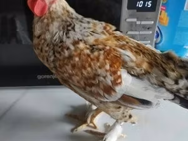 Japansk Bantam