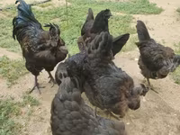 Chickens — foto 2